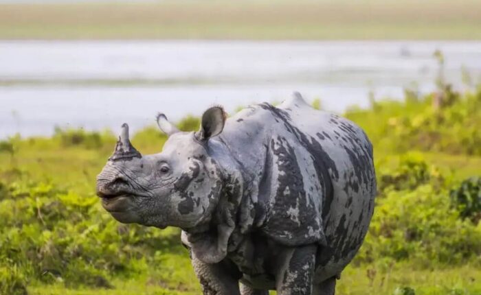 Assam-Kaziranga-Tour-Thumbnail