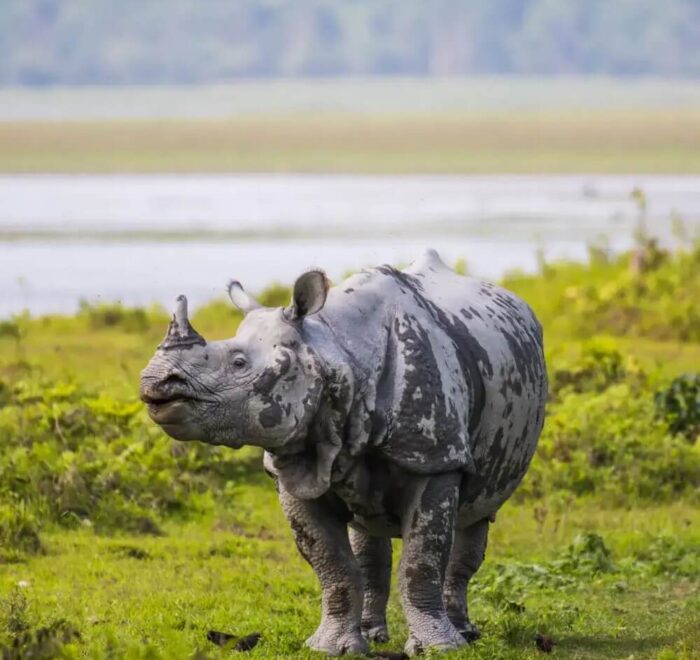 Assam-Kaziranga-Tour-Thumbnail