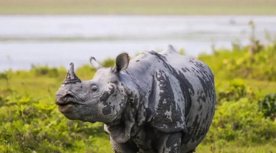 Assam-Kaziranga-Tour-Thumbnail